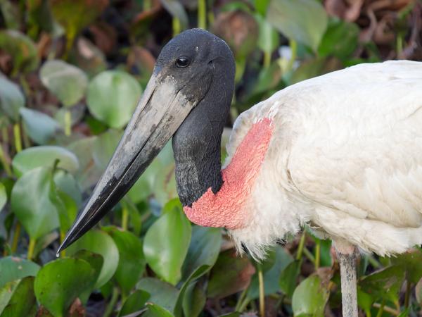 Jabiroe (Jabiru mycteria)